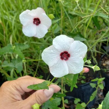Brazilian Rock Rose Mini Hibiscus Mallow Pavonia brasiliensis - 10 Seeds