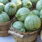 Mexican Heirloom Grey Summer Squash Round Calabacita  - 30 Seeds