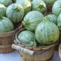 Mexican Heirloom Grey Summer Squash Round Calabacita  - 30 Seeds