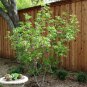 US Native Mexican Buckeye Ungnadia Speciosa - 5 Seeds