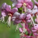 US Native Mexican Buckeye Ungnadia Speciosa - 5 Seeds