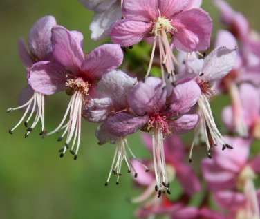US Native Mexican Buckeye Ungnadia Speciosa - 5 Seeds