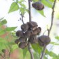 US Native Mexican Buckeye Ungnadia Speciosa - 5 Seeds