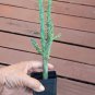 Tree Cholla Chain Link Cactus Hardy Cylindropuntia imbricata - Live Plant
