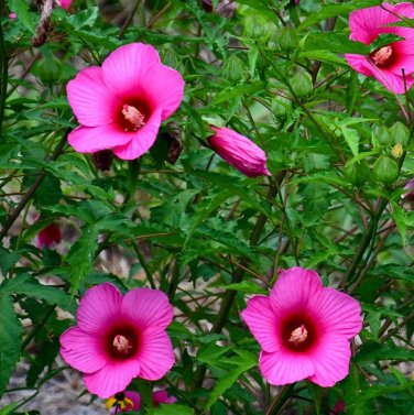 US Native Halberd Leaved Hardy Hibiscus laevis - 20 Seeds