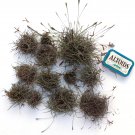 Lot of Tree Ball Moss Air Plant Tillandsia for Decoration or Craft