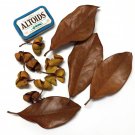 Mixed Lot of Large Leaves and Seed Pods Dried for Decoration or Craft