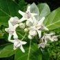 Rare Crown Flower Giant Milkweed Calotropis gigantea - Live Plant