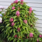 Brazilian Plume Jacobinia Pink Justicia carnea - Live Plant
