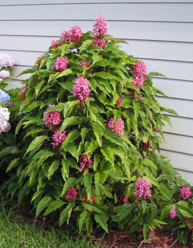 Brazilian Plume Jacobinia Pink Justicia carnea - Live Plant