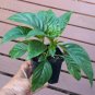 Brazilian Plume Jacobinia Pink Justicia carnea - Live Plant