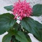 Brazilian Plume Jacobinia Pink Justicia carnea - Live Plant