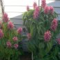 Brazilian Plume Jacobinia Pink Justicia carnea - Live Plant