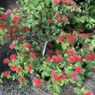Dwarf Powderpuff Shrub Calliandra emarginata - Live Plant