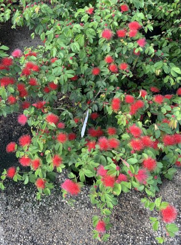Dwarf Powderpuff Shrub Calliandra emarginata - Live Plant