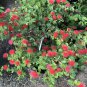 Dwarf Powderpuff Shrub Calliandra emarginata - Live Plant