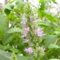True Patchouli Organic Aroma Herb Rare Pogostemon Cablin - Live Plant