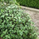 True Patchouli Organic Aroma Herb Rare Pogostemon Cablin - Live Plant