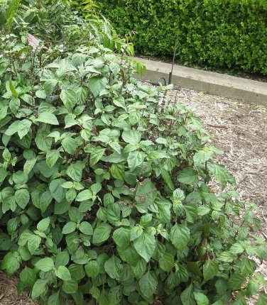 True Patchouli Organic Aroma Herb Rare Pogostemon Cablin - Live Plant