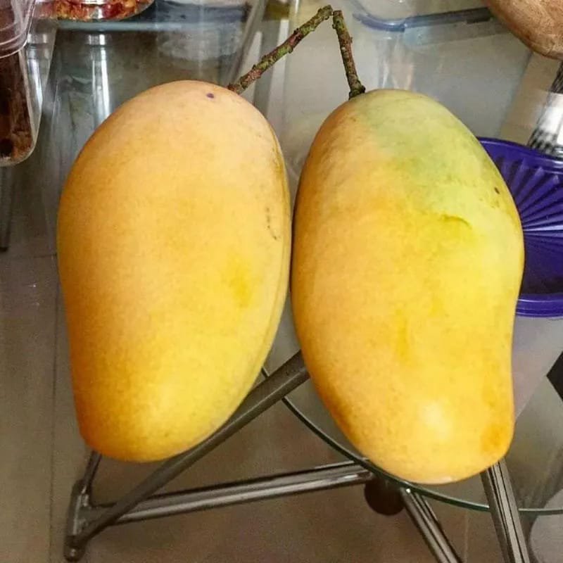 On sale Chokanan mango seedlings from cuttings, buy 1 get 1 free