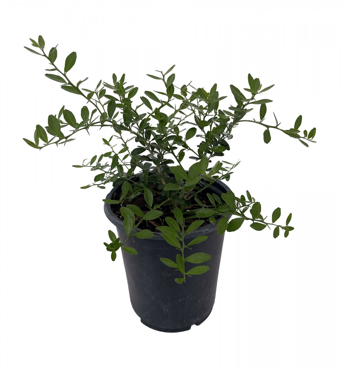 6" Pot Giant Finger Lime Tree Inside/OutNO SHIP to Tx,Fl,Az,Ca,La,Hi