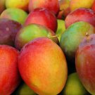 12”-24” Mango apple (Mangifera) live Tropical Fruit Tree