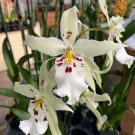 Beallara Pacific Pastel 'Mauna Loa' Live Orchid Plant 3 inch Pot