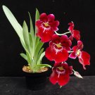 Miltoniopsis Bert Fields 'Leash' AM/AOS' Live Orchid Plant 3 Inch Pot