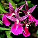 Oncidium Mtssa. Dark Star 'The Orchid Works' Live Orchid Plant 2 1/2" Pot