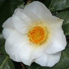 White Swan Camellia japonica Live Plant
