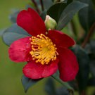 Yuletide Camellia japonica Live Plant