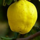 Cydonia Provence Quince plant, 1y.o.,rooted starter plant