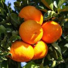 Clementine (Citrus reticulata ‘Clementine’) 1-2 ft tall grafted, Florida only!!