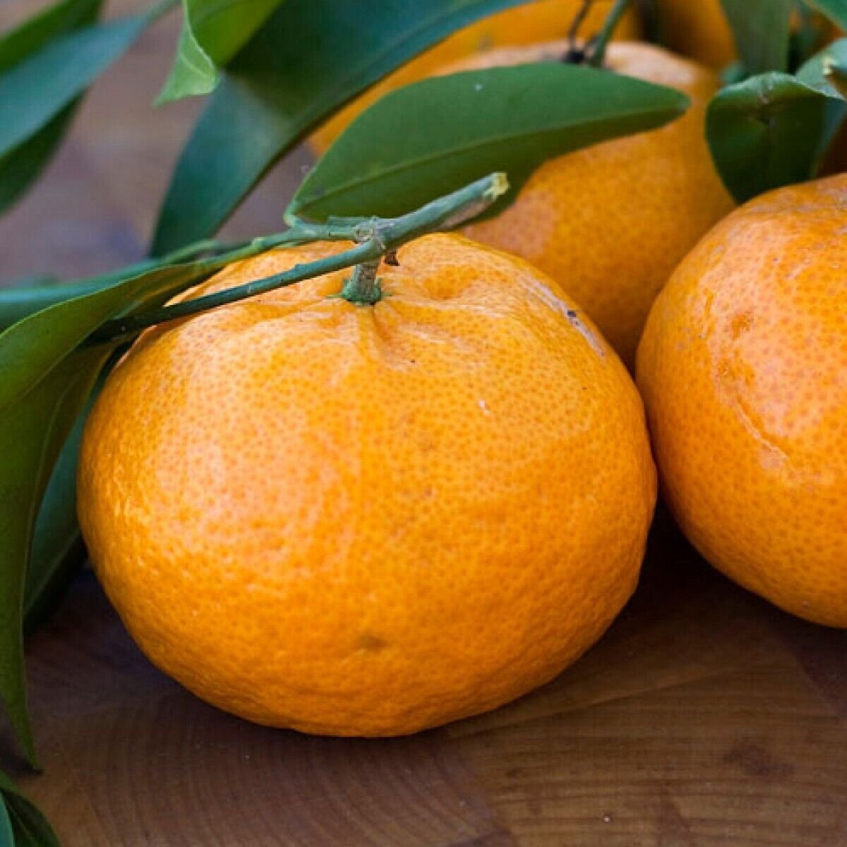 One Brown Select Satsuma Mandarin Tree, 1-2 feet tal, No Ship Az, Ca, Fl, La, Tx