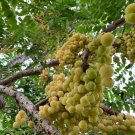 Currant / Otaheite Gooseberry (Phyllanthus acidus) Live Fruit Tree 2’-3’ tall