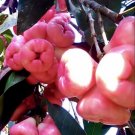 WAX APPLE / JAMBU (SYZYGIUM SAMARANGENSE) LIVE FRUIT TREE 1’-2’