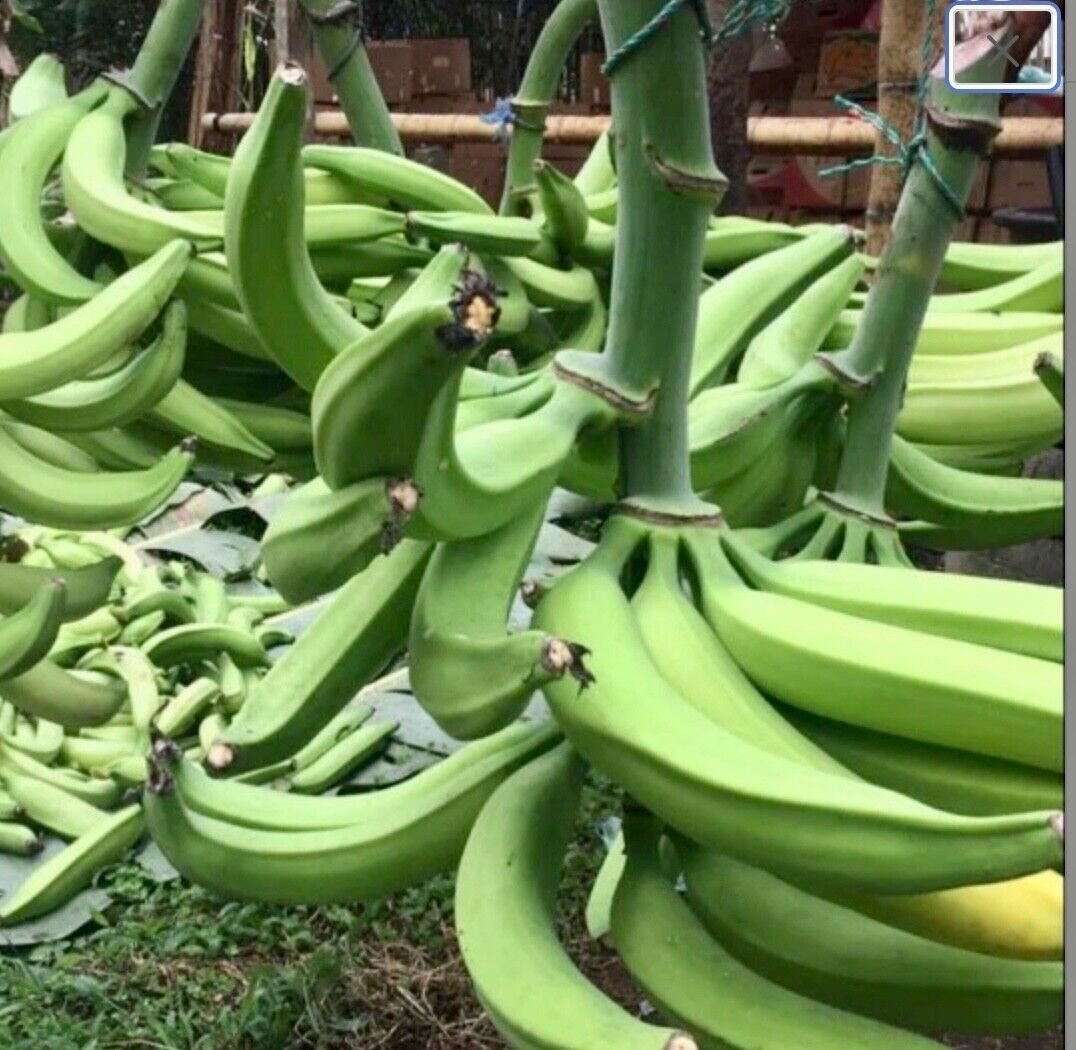 Plantains (Musa × paradisiaca ) live fruit tree 12”24”