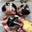 Big Black Inside Pomegranate (Punica Granatum) Live Fruit Tree 2’-3’
