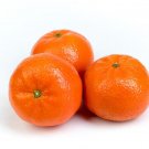 Kishu Mandarin Tree, 1-2 feet tall, grafted, No Ship Az, Ca, Fl, La, Tx, Hi, Ak