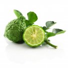 California only! Makrut (Kieffer/Kaffir) Thai Lime Tree, 18-36 inches tall