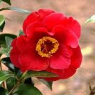 DR. JC RAULSTON Camellia Japonica Live STARTER Plant RARE RED VAREITY