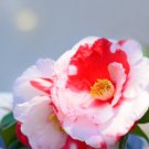 IWANE SHIBORI Bicolor Bloom Camellia Japonica Live Starter Plant