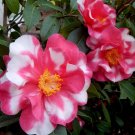 CHARLEAN VAREIGATED Camellia Japonica-Starter Plant GORGEOUS BI COLOR BLOOMS