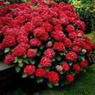 RUBY SLIPPERS Hydrangea Starter Plant Opens White then Pink then to Blood Red