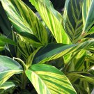 Variegated Ginger Plant - Alpinia zerumbet - Spicy Fragrance/Edible - 4" Pot