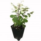 Snowbush (Sweet Pea Bush/Snow Bush) Breynia distachia Live Plant