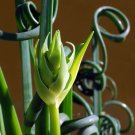 2 Bulbs - Rare Frizzle Sizzle Plant - Albuca - STRANGE - Succulent House Plant