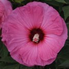 4.5" pot CANDY CRUSH Hardy Hibiscus Plant