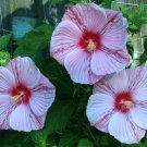 4.5" pot PEPPERMINT SCHNAPPS Hardy Hibiscus Plant