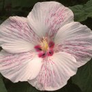 4.5" pot PEPPERMINT FLARE Hardy Hibiscus Plant